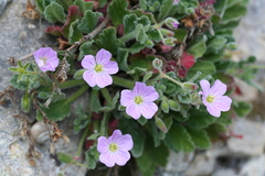 Erodium corsicum