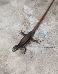 Sphenomorphus dussumieri