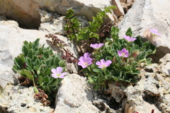 Erodium corsicum