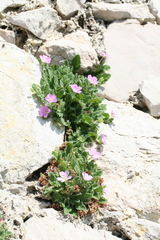 Erodium corsicum