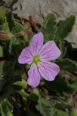Erodium corsicum