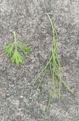 Artemisia capillaris