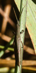 Atractomorpha acutipennis gerstaeckeri