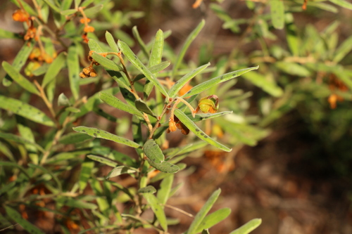 Image of Grevillea floribunda by (c) Greg Tasney, some rights reserved (CC BY-SA)