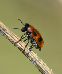 Coptocephala rubicunda