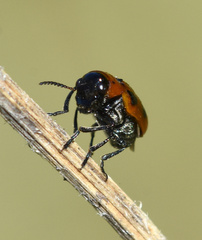 Coptocephala rubicunda