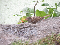 Passer domesticus