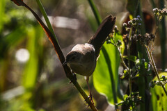 Bradypterus baboecala