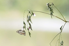 Papilio demoleus