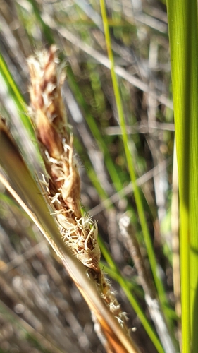 Image of Gahnia filum by (c) Rosalie Lawrence, some rights reserved (CC BY)