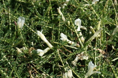 Astragalus terraccianoi