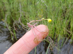 Utricularia radiata image