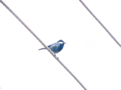 Periparus rufonuchalis