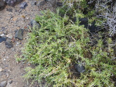 Salsola divaricata
