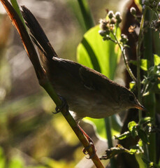 Bradypterus baboecala