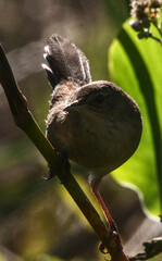 Bradypterus baboecala