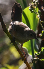 Bradypterus baboecala