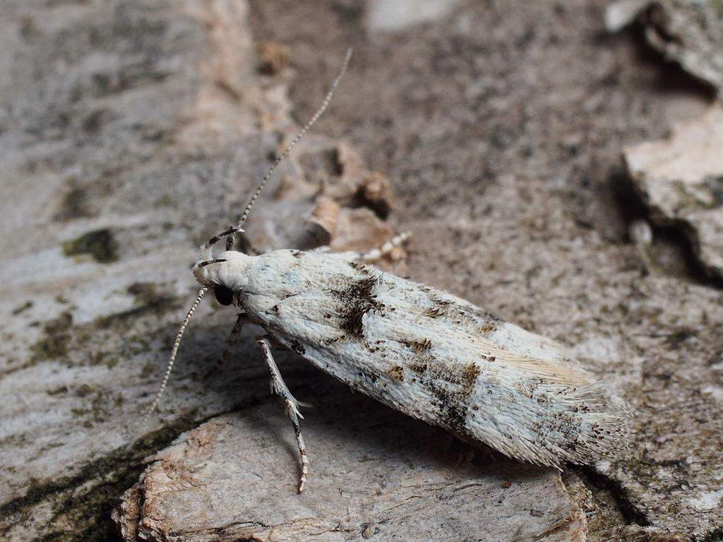 Carpatolechia alburnella