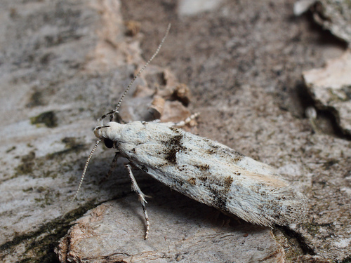 Carpatolechia alburnella (Zeller, 1839)