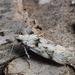 Carpatolechia alburnella - Photo (c) cossus, algunos derechos reservados (CC BY-NC)