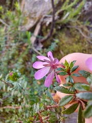 Bauera microphylla