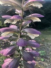 Acanthus spinosus