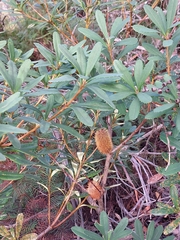 Banksia paludosa