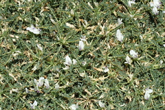 Astragalus terraccianoi