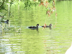 Fulica atra