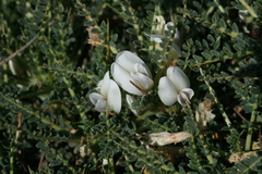 Astragalus terraccianoi
