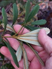 Banksia paludosa