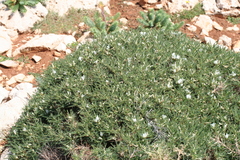 Astragalus terraccianoi
