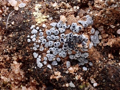 Acarospora nodulosa