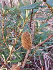 Banksia paludosa