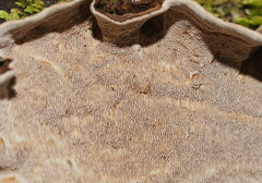 Datronia brunneoleuca