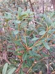Banksia paludosa