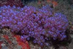 Clavelinidae