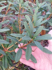 Banksia paludosa