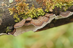 Datronia brunneoleuca