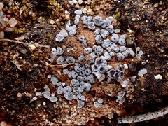 Acarospora nodulosa