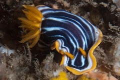 Chromodoris africana