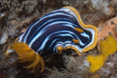 Chromodoris africana