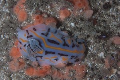 Halgerda dichromis
