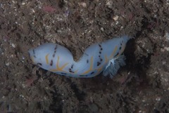 Halgerda dichromis