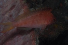 Cyprinocirrhites polyactis