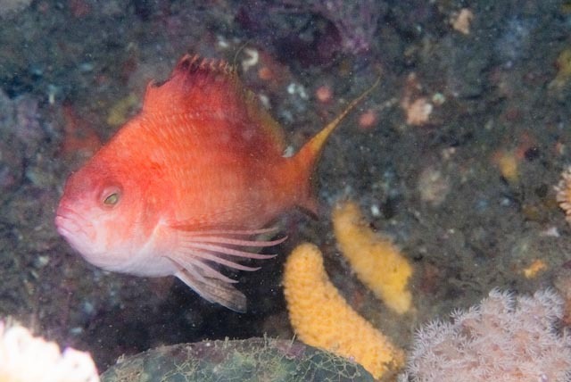 Swallowtail hawfish