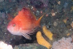 Cyprinocirrhites polyactis