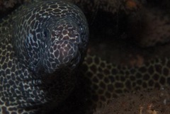 Gymnothorax favagineus