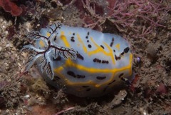 Halgerda dichromis