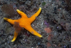 Fromia schultzei